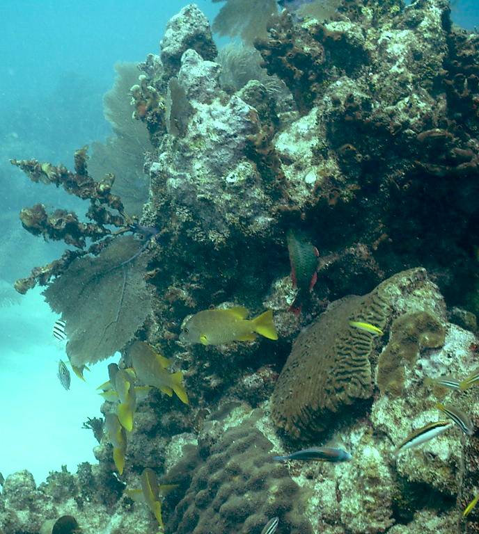 032305 Key Largo, FL (French Reef)-2