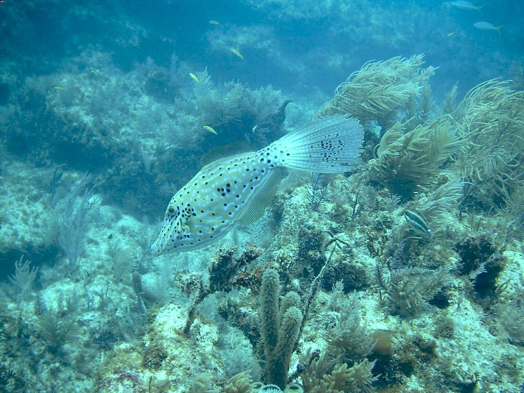 032305 Key Largo, FL (French Reef)-5