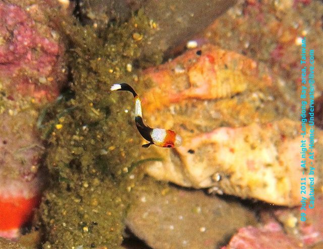 09 July 2011 Longdong night dive