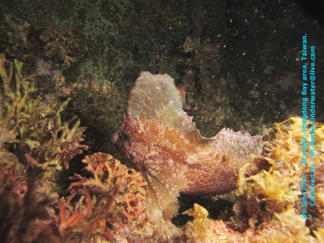 09 July 2011 Longdong night dive