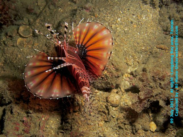 09 July 2011 Longdong night dive
