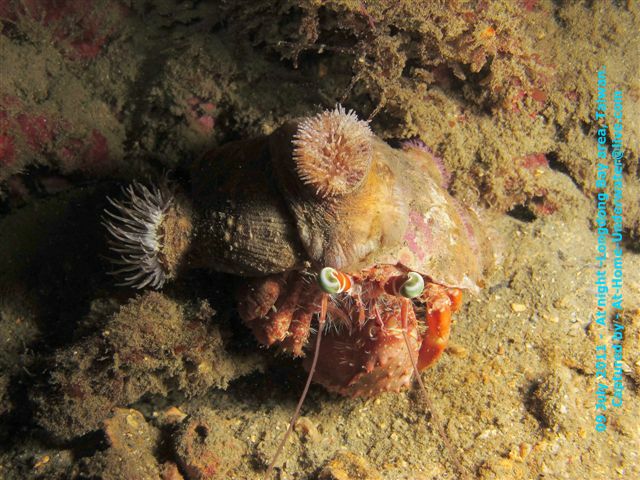 09 July 2011 Longdong night dive