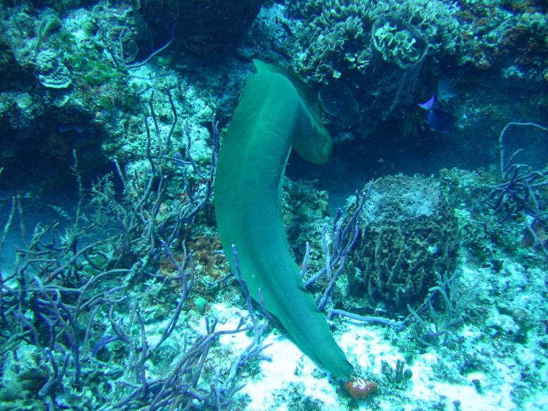 10ft_Moray_eel-back