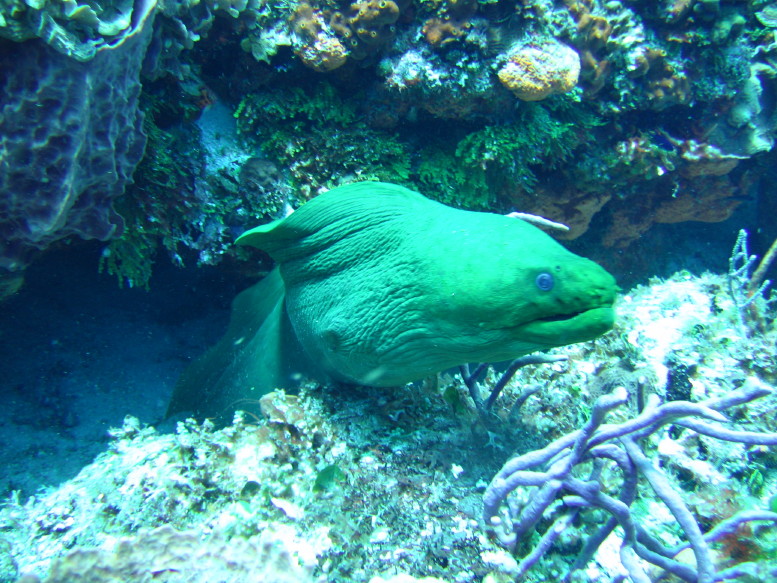 10Ft_Moray_eel-front