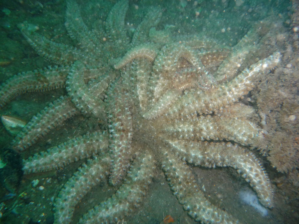 11-armed starfish orgy (Coscinasterias muricata)