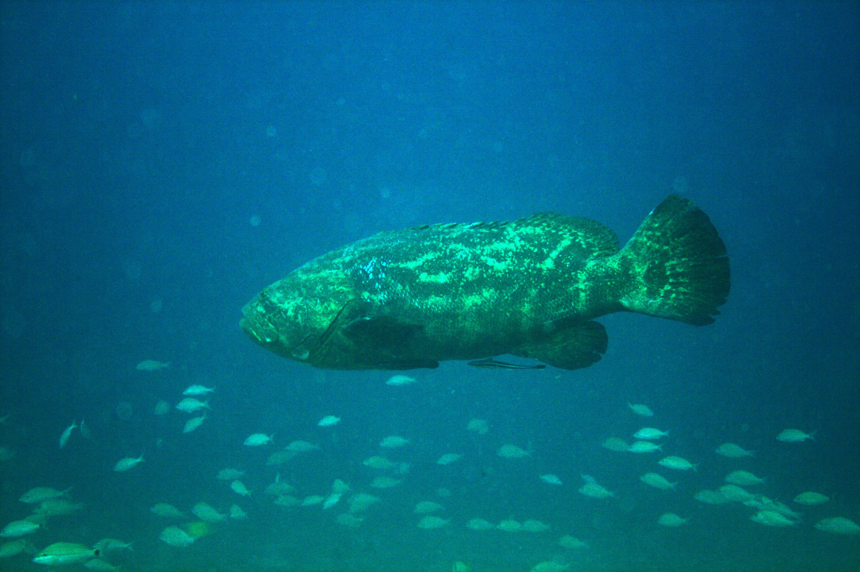 11Oct09_Grouper_Profile