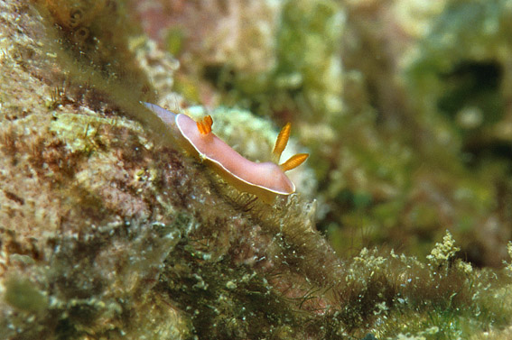 128_Hypselodoris_bullocki01_