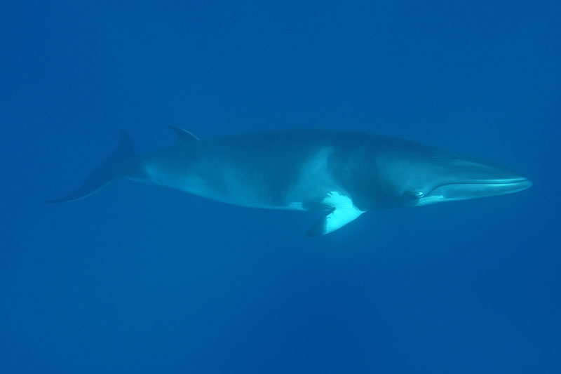 15040-Minke-Whale