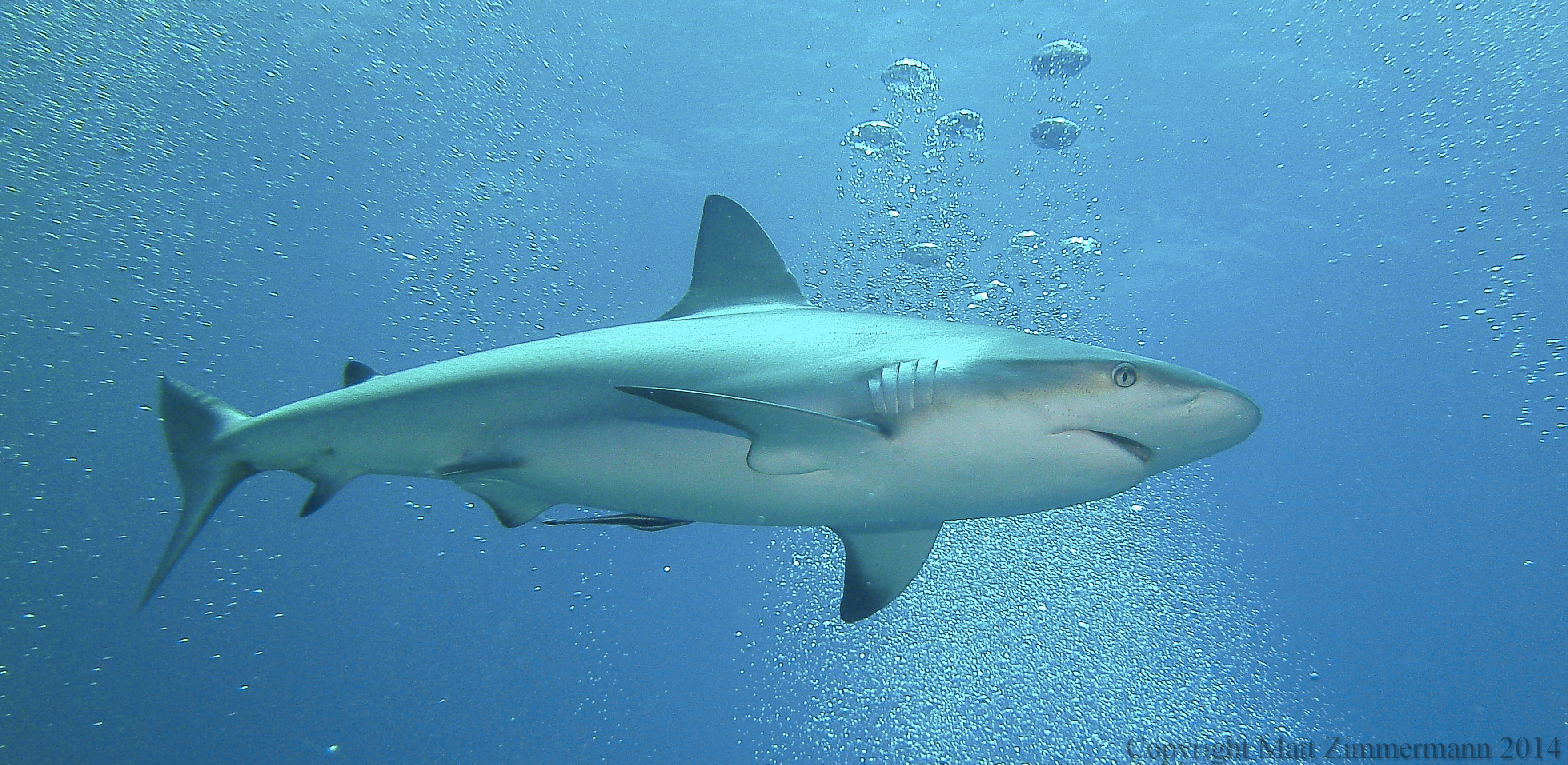 1520 Blacktip Shark