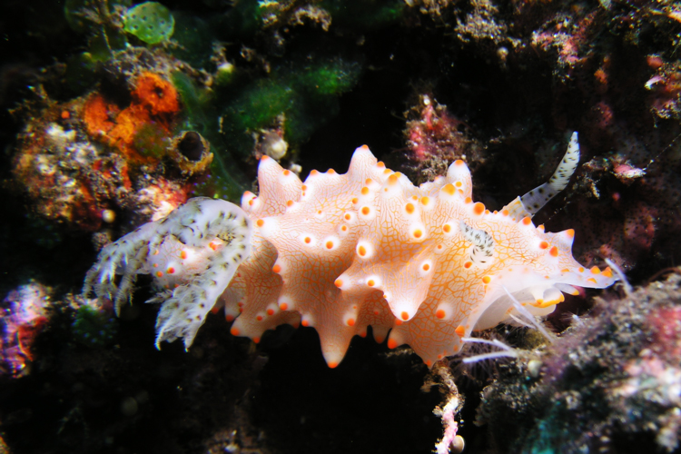 1_27Nudibranch