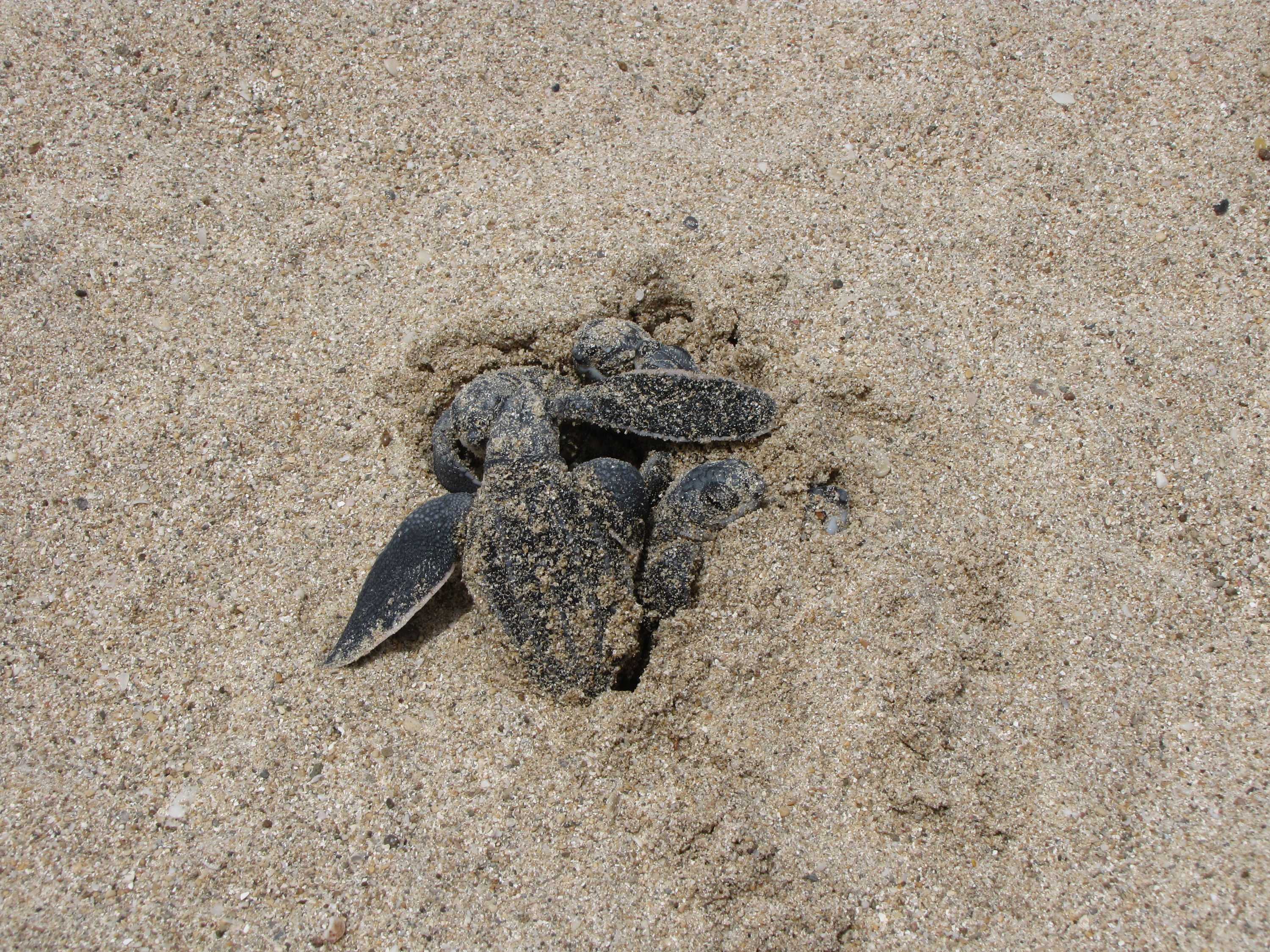 1st Sea Turtle hatchling