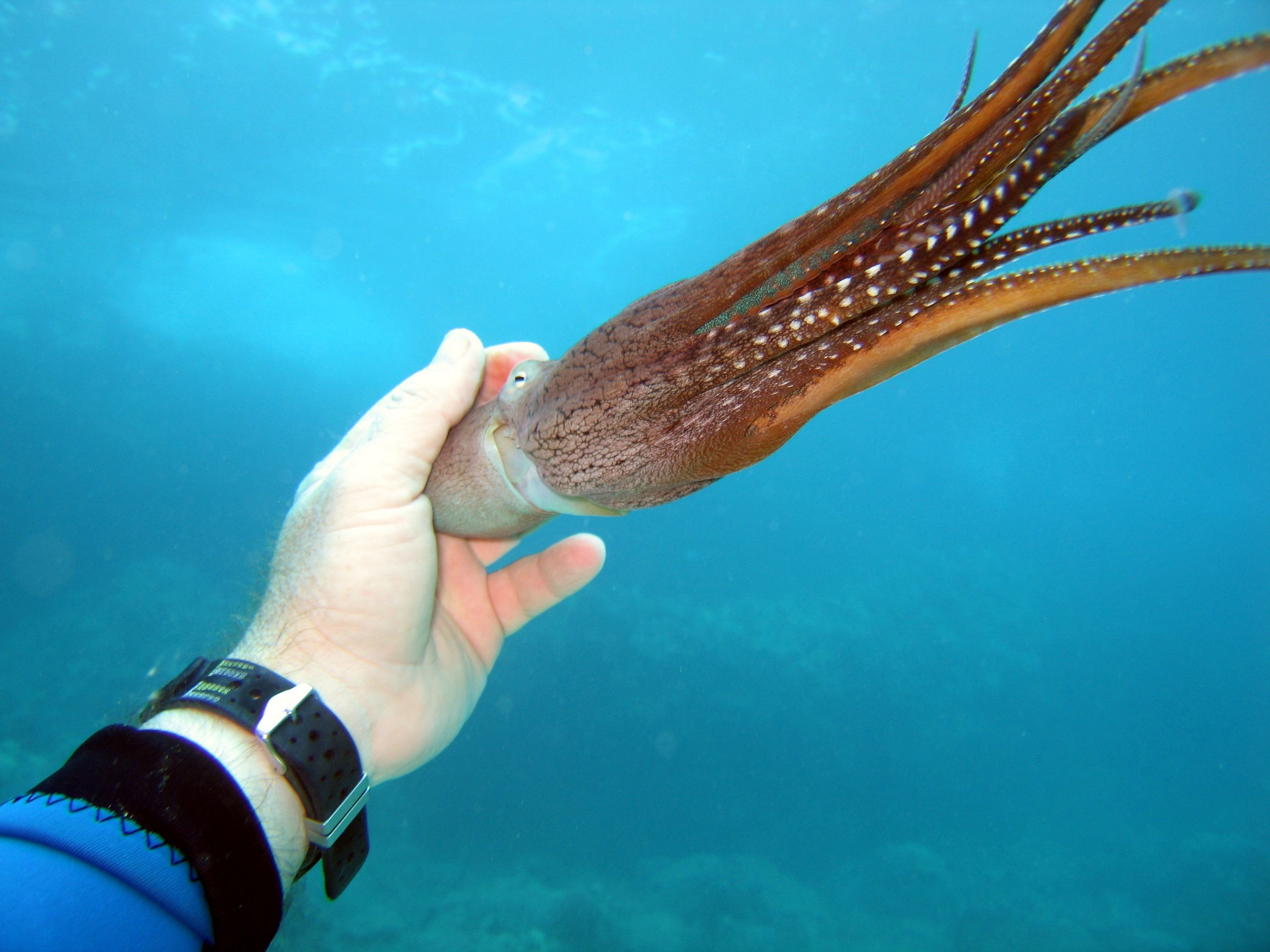 2-4-08_diving_makena_landing_ulua_beach_015