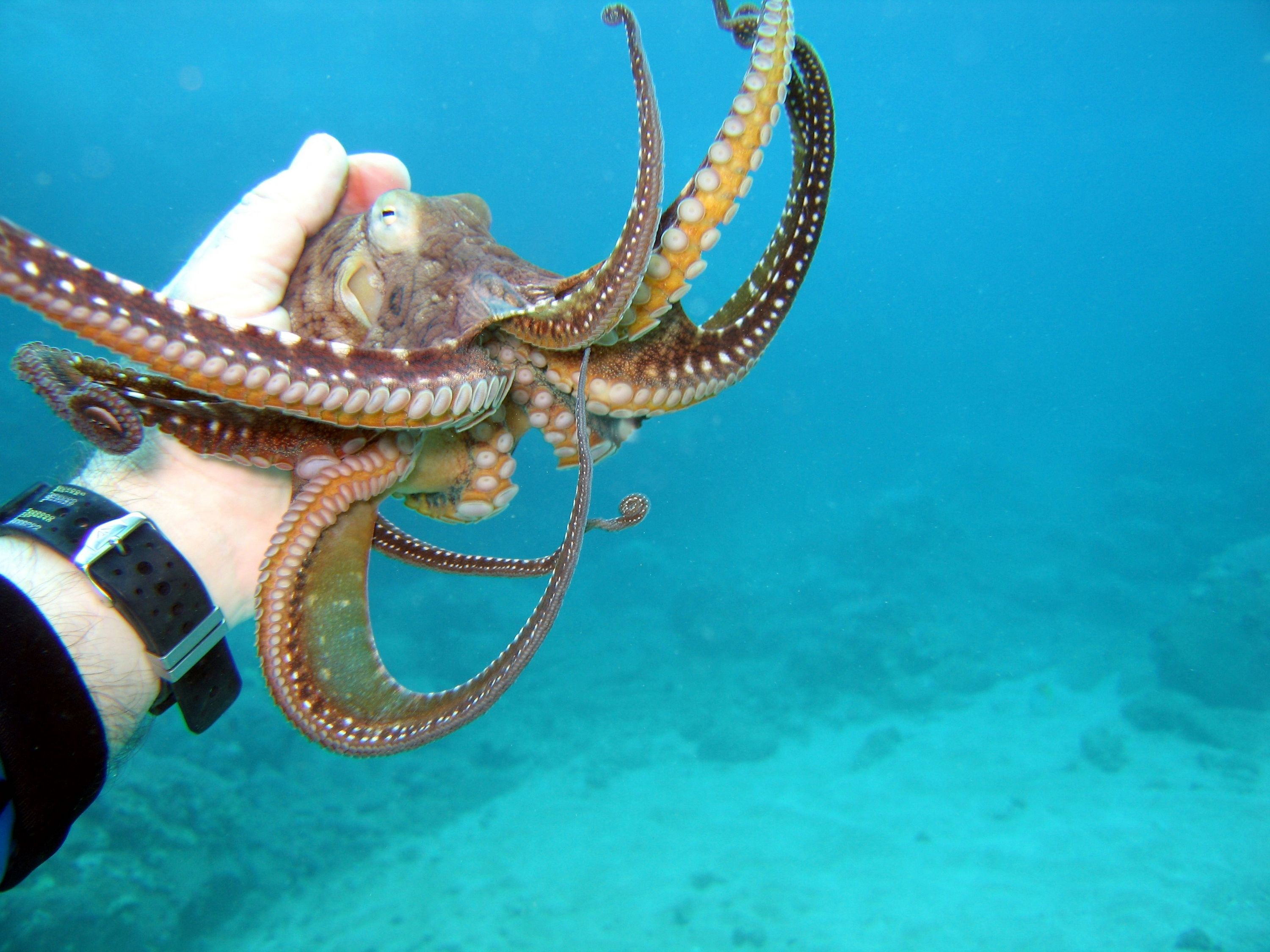 2-4-08_diving_makena_landing_ulua_beach_016