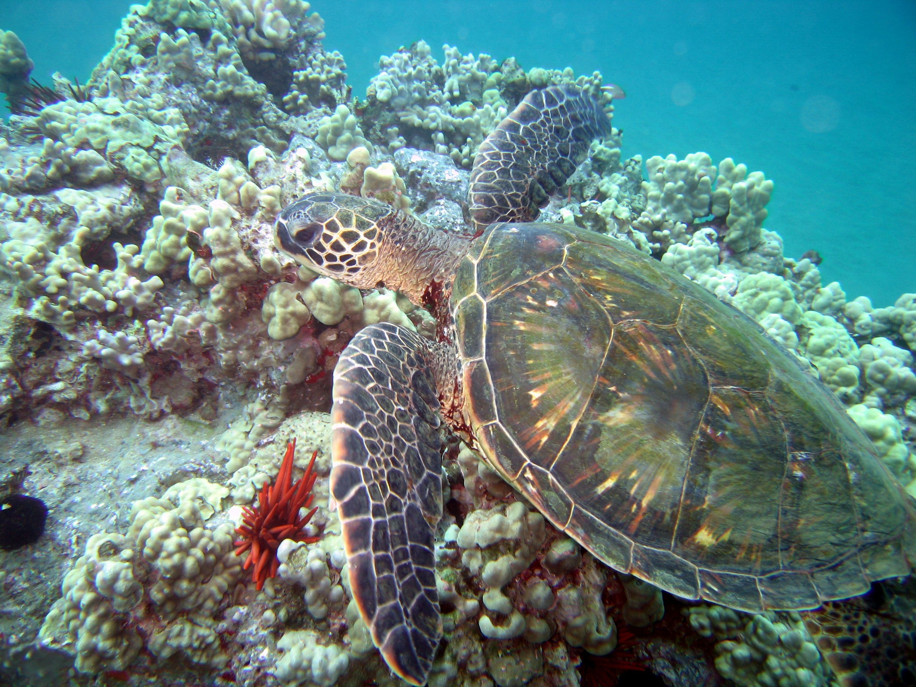 2-4-08_diving_makena_landing_ulua_beach_022