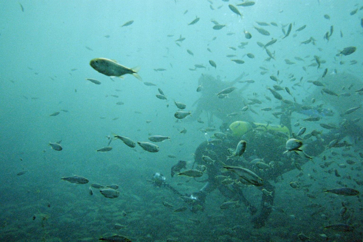 2-Balmorhea dive 06