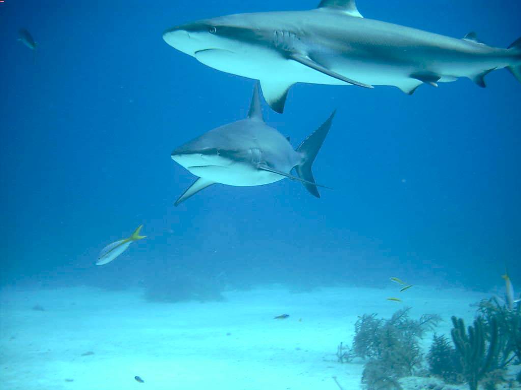 2 Caribbean Reef Sharks (Nassau, Bahamas 090104)