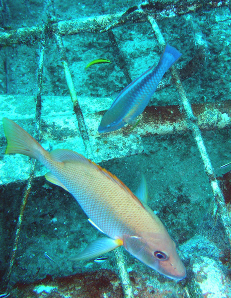 2 fish on the Sea Star