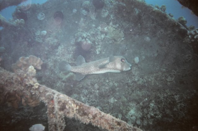 2  foot long puffer fish in Oahu  (electric beach)