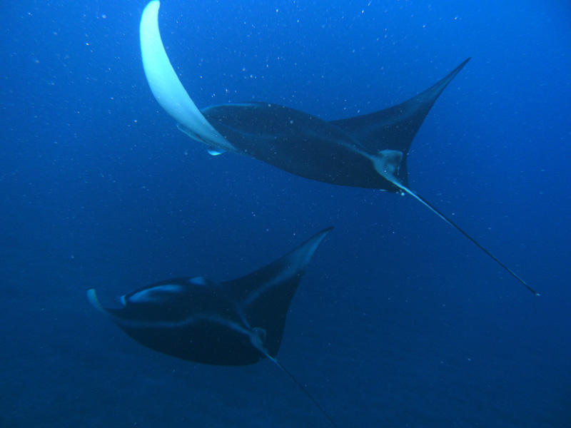 2 mantas flying away