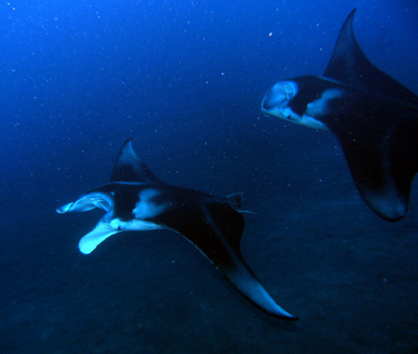 2 mantas