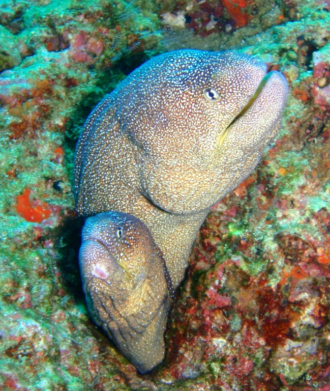 2 Morays