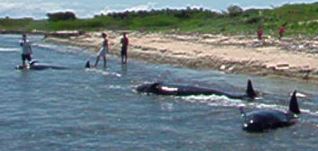 2 of 5 beached Pilot Whales on Utila