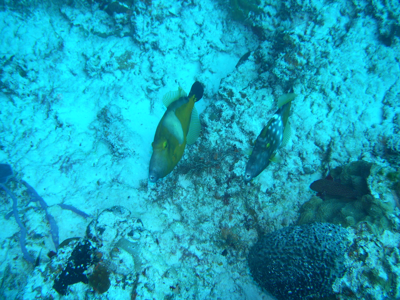 2 phases of Whitespotted Filefish