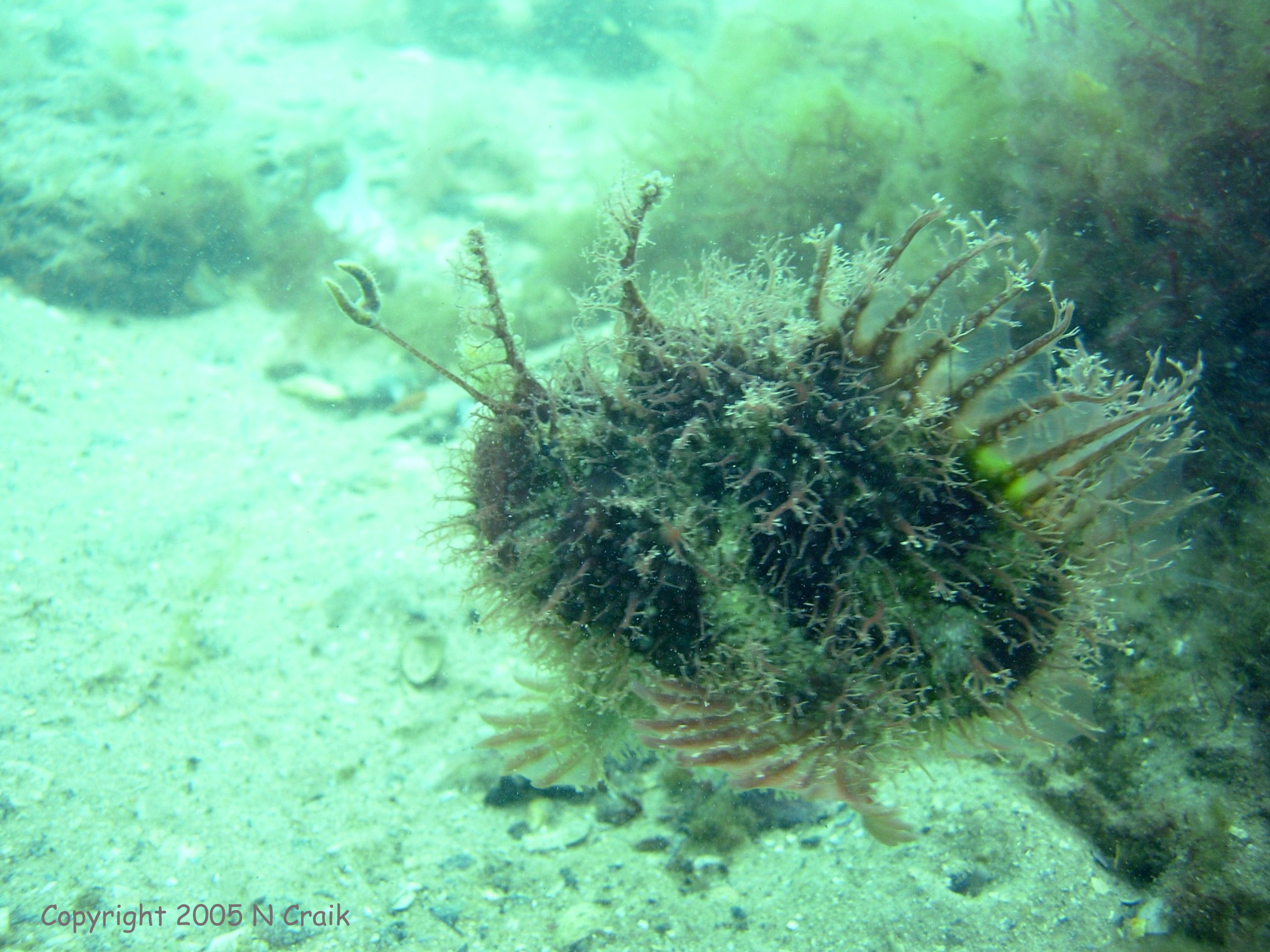 2005-01-30_Tasselled_Anglerfish_Rhycherus_Filamentosa_Rye_Pier_0011