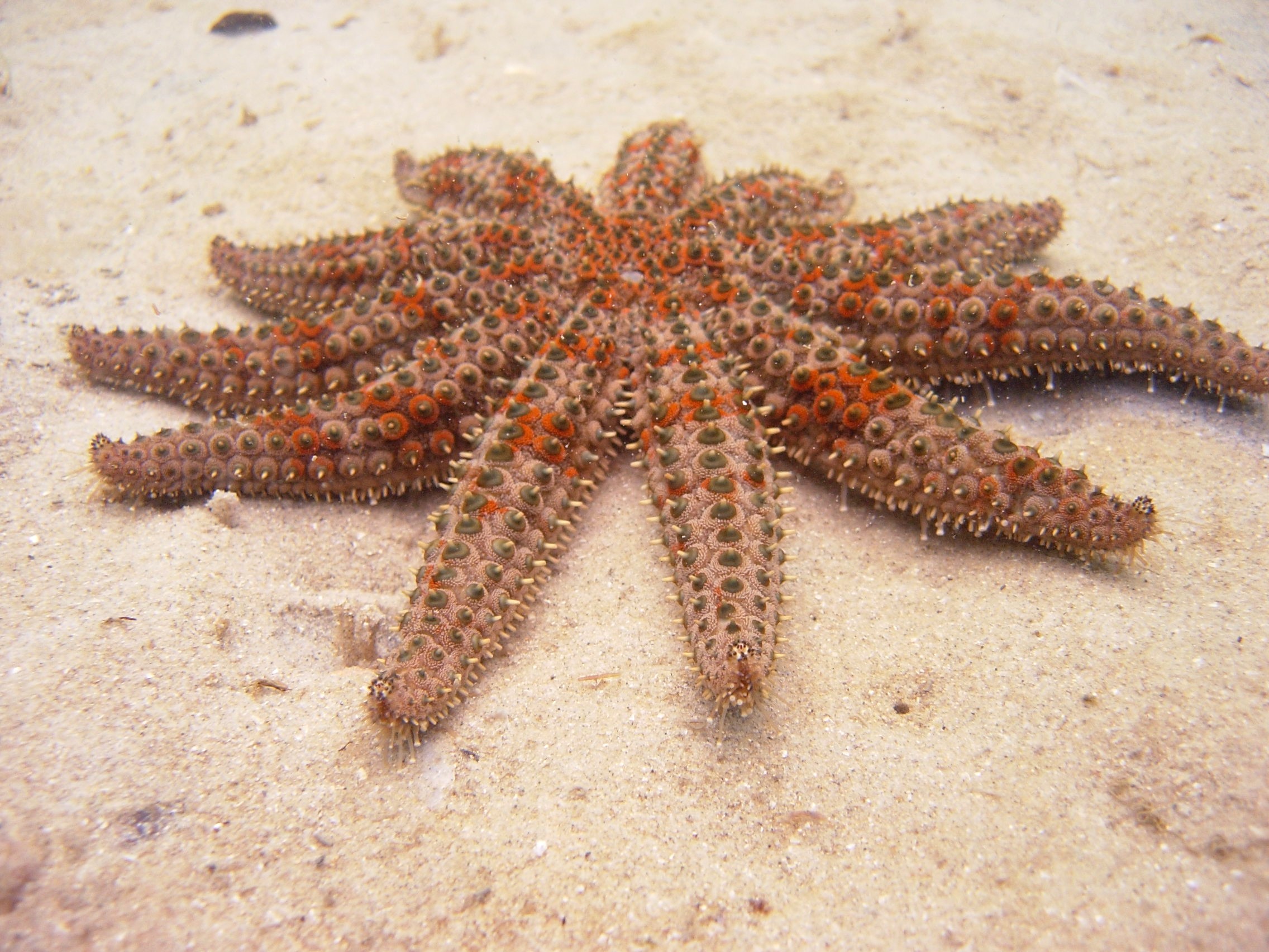 2005-02-20_Rye_Pier_-_11_Armed_Sea_Star_001