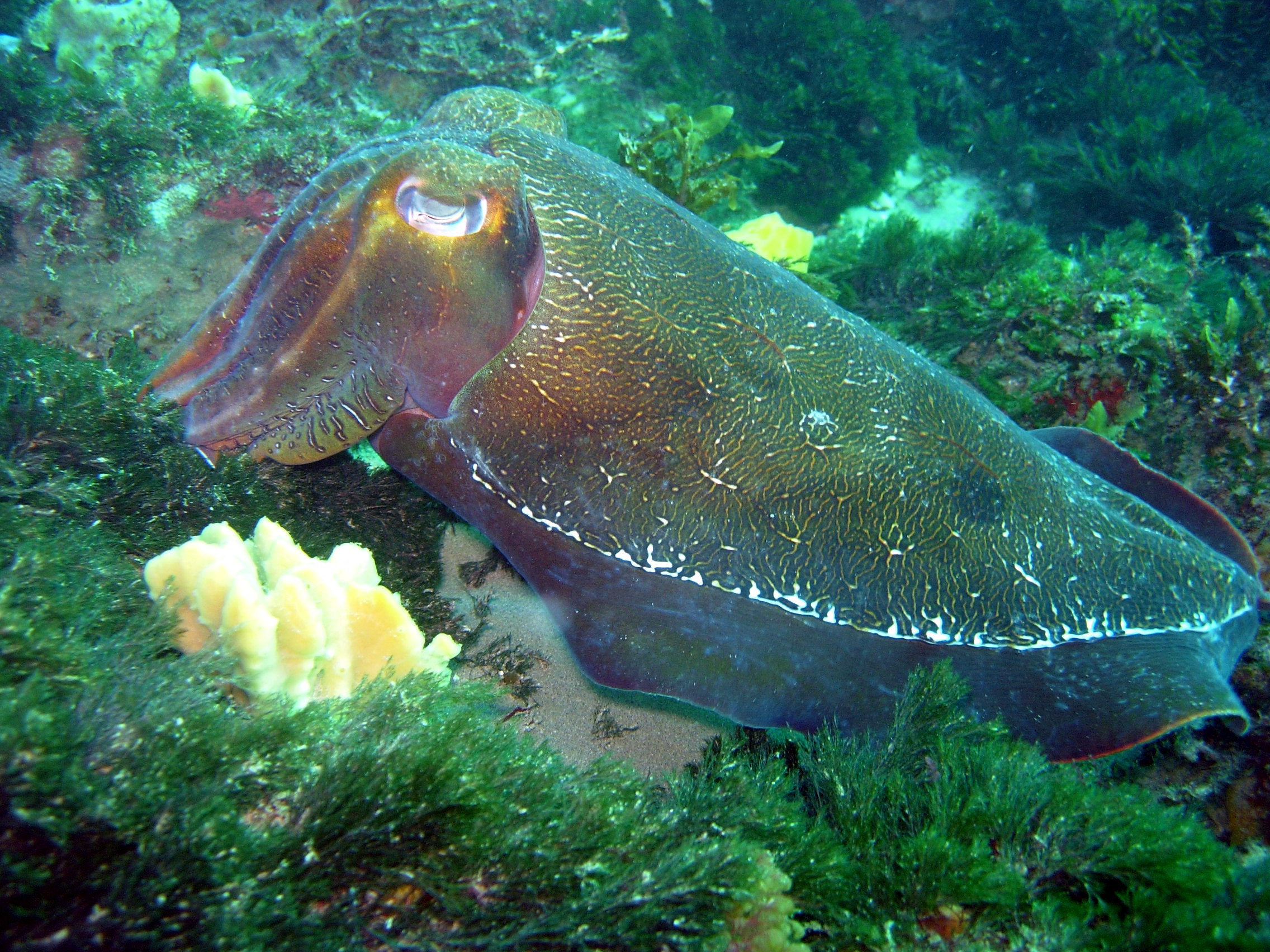 2005-05-22_Popes_Eye_-_Cuttlefish_002