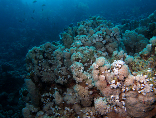 2007-04-03_-_Dive_2_-_Sharm_-_Middle_garden_-_Seascape