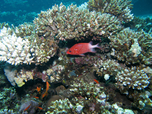 2007-04-04_-_Dive_3_-_Ras_Ghazlani_-_Hiding_tailspot_squirrelfish