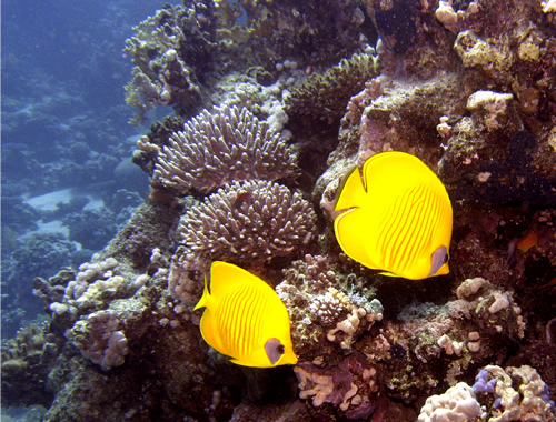 2007-04-04_-_Dive_3_-_Ras_Ghazlani_-_Orangeface_butterflyfish