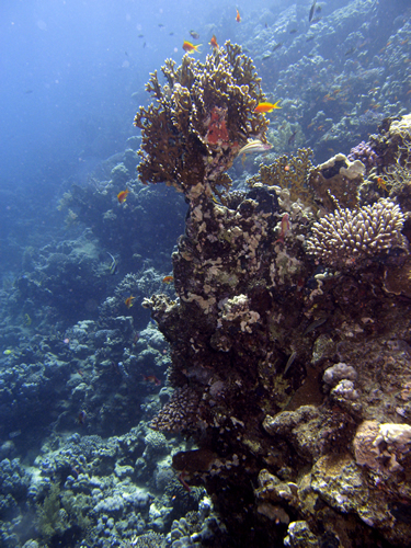 2007-04-04_-_Dive_3_-_Ras_Ghazlani_-_Pinnacle_with_fish