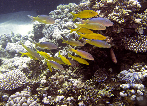 2007-04-04_-_Dive_3_-_Ras_Ghazlani_-_Yellowsaddle_goatfish_school