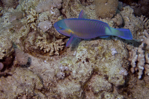 2007-04-07_-_Dive_12_-_Near_Gardens_-_Bulletheaded_parrotfish