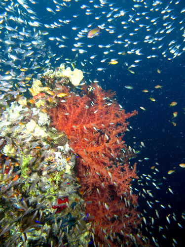 2007-04-07_-_Dive_12_-_Near_Gardens_-_Glassfish_clouds