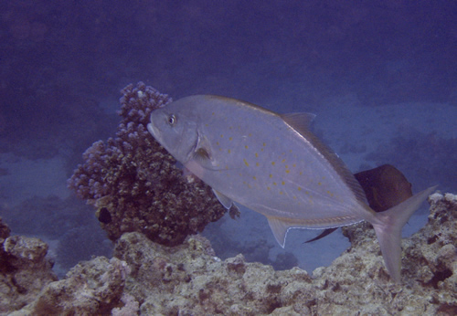 2007-04-07_-_Dive_12_-_Near_Gardens_-_Orangespotted_trevally