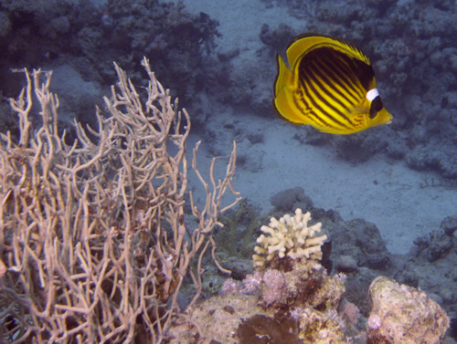 2007-04-07_-_Dive_12_-_Near_Gardens_-_Raccoon_butterflyfish