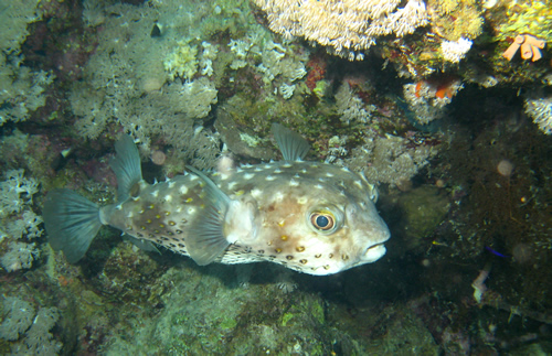 2007-04-07_-_Dive_12_-_Near_Gardens_-_Yellowspotted_burrfish