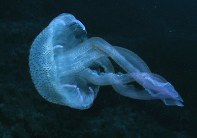 2007-08-15_Dive_2_-_Double_Arch_Reef_-_Jellyfish