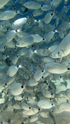 2007-08-17_Dive_6_-_Comino_Caves_-_Feeding_frenzy