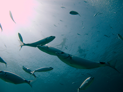 2007-08-17_Dive_6_-_Comino_Caves_-_Swimmers_and_fish