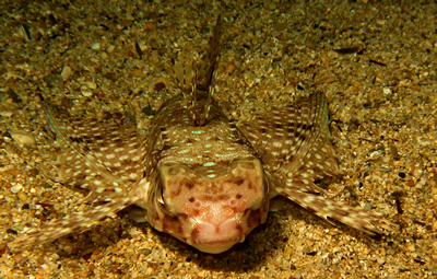 2007-08-17_Dive_7_-_Xlendi_Bay_night_dive_-_Flying_gurnard