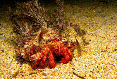 2007-08-17_Dive_7_-_Xlendi_Bay_night_dive_-_Hermit_crab