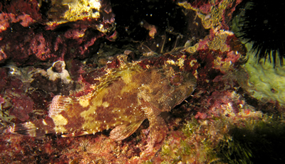 2007-08-18_Dive_8_-_Wrecks_-_Brown_scorpionfish