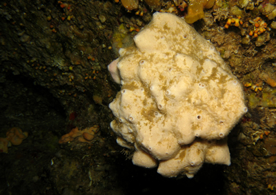 2007-08-18_Dive_9_-_Coral_Cave_-_Sponge