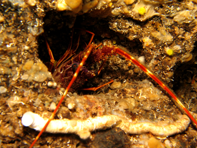 2007-08-19_Dive_10_-_Billinghurst_Cave_-_Squat_lobster