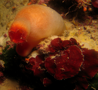 2007-08-19_Dive_11_-_Ta_Cenc_and_cave_-_Sea_potato