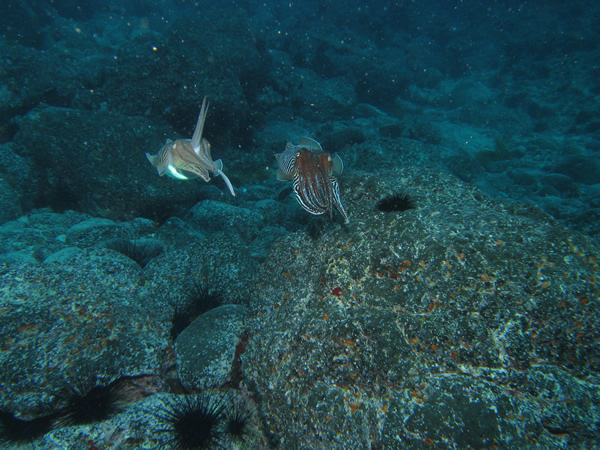 2007-2-21_-_dive_6_-_Mala_-_cuttlefish2.jpg